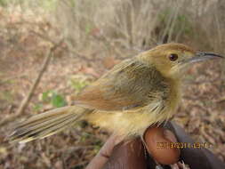 Image of Cisticola Kaup 1829