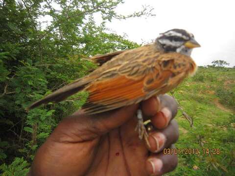 Imagem de Emberiza Linnaeus 1758