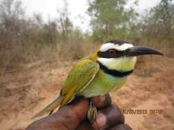 Image of bee-eaters