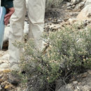 Image of Utah fendlerbush