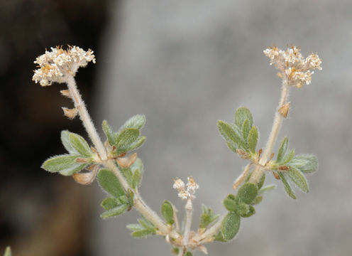 Image of Utah fendlerbush