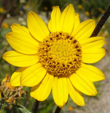 صورة Helianthella californica subsp. nevadensis (Greene) W. A. Weber