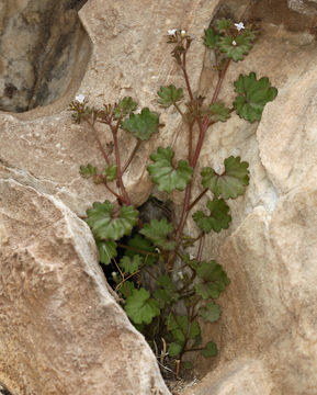 Phacelia rotundifolia Torr. ex S. Wats.的圖片