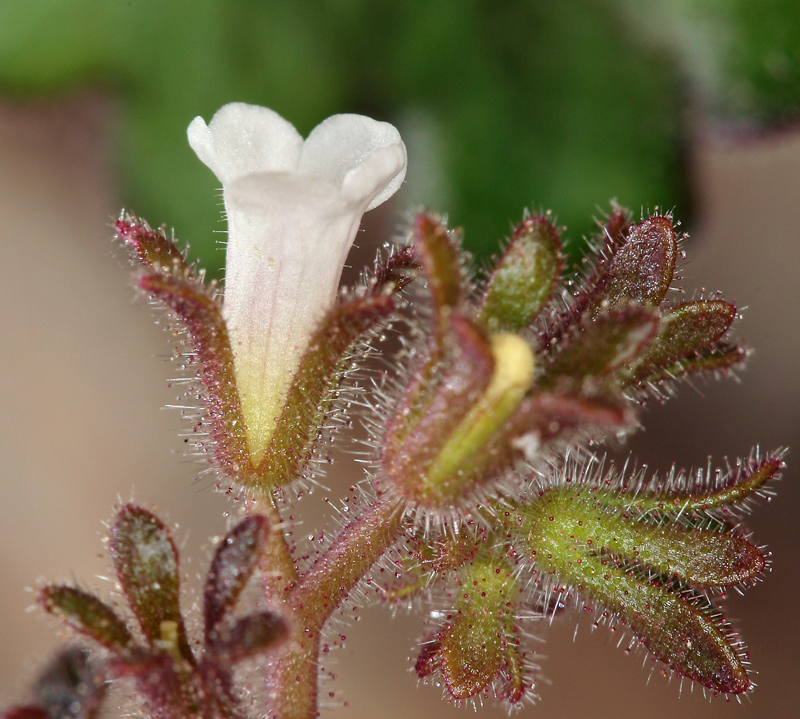 Phacelia rotundifolia Torr. ex S. Wats.的圖片