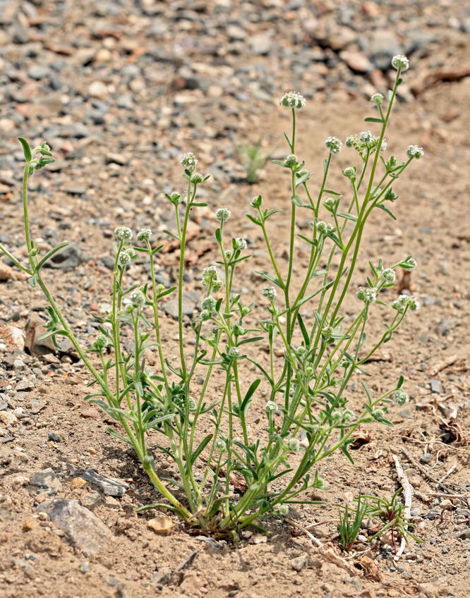 Plancia ëd Cryptantha torreyana (A. Gray) Greene