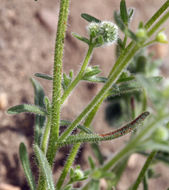 Plancia ëd Cryptantha torreyana (A. Gray) Greene