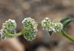 Plancia ëd Cryptantha torreyana (A. Gray) Greene