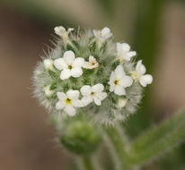 صورة Cryptantha torreyana (A. Gray) Greene