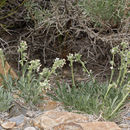 Image of <i>Cryptantha flavoculata</i>