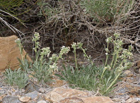 Слика од <i>Cryptantha flavoculata</i>