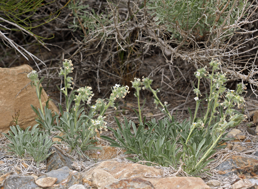 صورة <i>Cryptantha flavoculata</i>