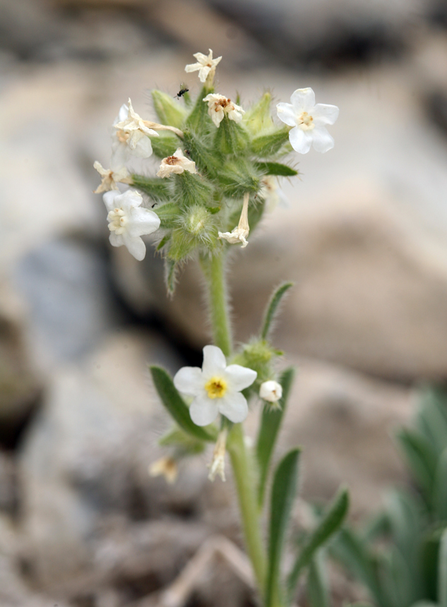 Image of <i>Cryptantha flavoculata</i>