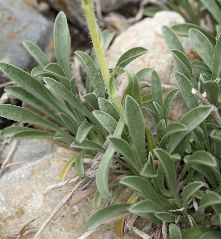 Слика од <i>Cryptantha flavoculata</i>