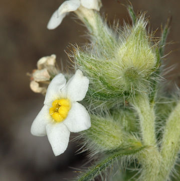 Слика од <i>Cryptantha flavoculata</i>