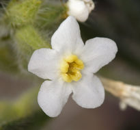 Image of <i>Cryptantha flavoculata</i>