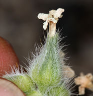 Image of <i>Cryptantha flavoculata</i>