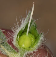 Image of <i>Cryptantha flavoculata</i>