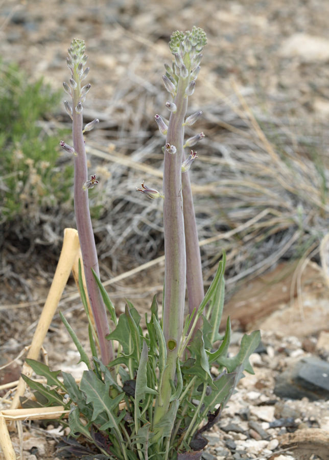 Image of thickstem wild cabbage