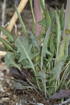 Image of thickstem wild cabbage