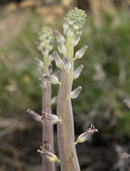 Image of thickstem wild cabbage