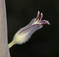 Image of thickstem wild cabbage