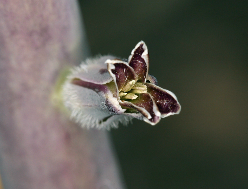 Image of thickstem wild cabbage