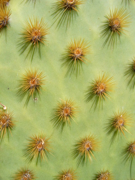 Image of chenille pricklypear