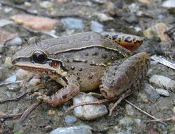 Image of Leptodactylus notoaktites Heyer 1978