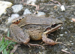 Image of Leptodactylus notoaktites Heyer 1978