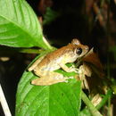 Image of <i>Scinax littoralis</i>