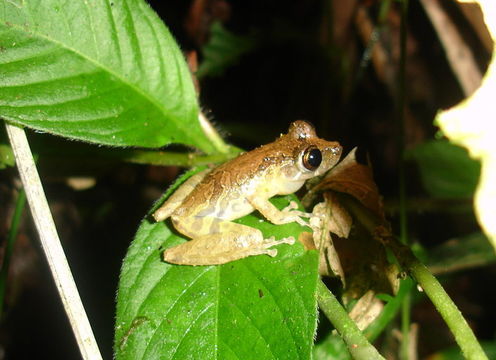 Image of <i>Scinax littoralis</i>