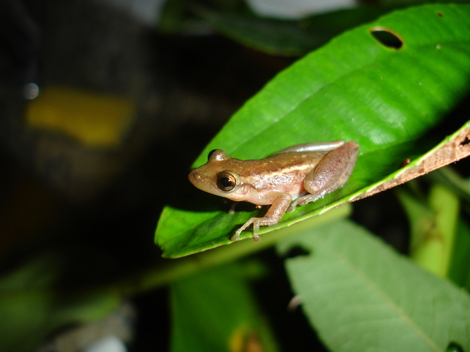 Image of Scinax tymbamirim Nunes, Kwet & Pombal 2012