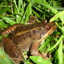 Image of Criolla Frog