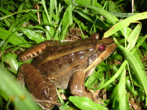 Image of Criolla Frog