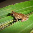 Image de Dendropsophus seniculus (Cope 1868)