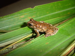 Image of Dendropsophus seniculus (Cope 1868)