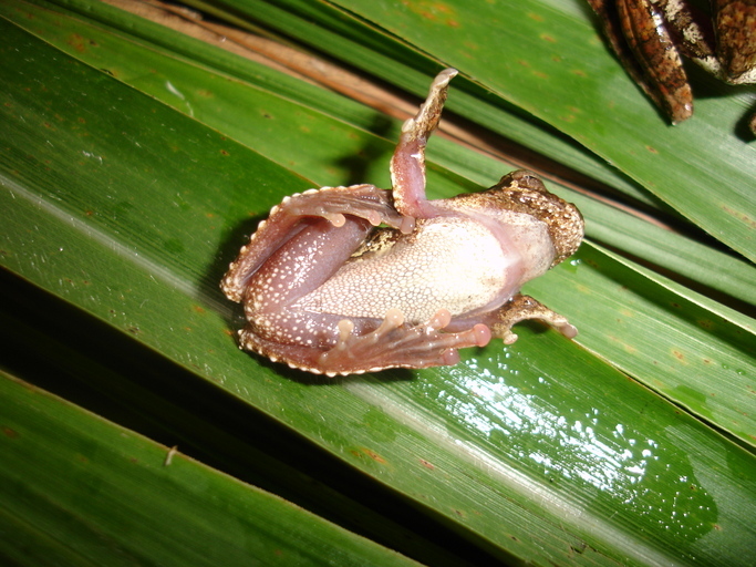 Image of Dendropsophus seniculus (Cope 1868)