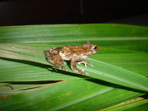 Image of Dendropsophus seniculus (Cope 1868)