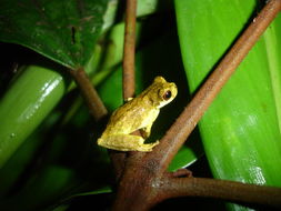 Image of Dendropsophus microps (Peters 1872)