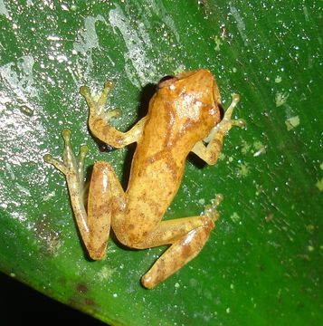 Image of Dendropsophus berthalutzae (Bokermann 1962)