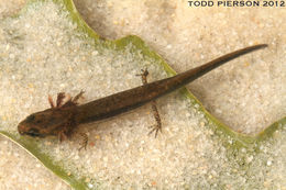 Image of Three-lined Salamander