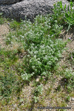 Image of <i>Cryptantha <i>barbigera</i></i> var. barbigera