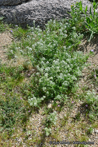 صورة <i>Cryptantha <i>barbigera</i></i> var. barbigera