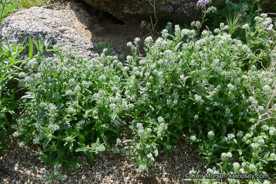 Image of <i>Cryptantha <i>barbigera</i></i> var. barbigera