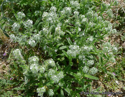 صورة <i>Cryptantha <i>barbigera</i></i> var. barbigera