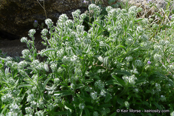 صورة <i>Cryptantha <i>barbigera</i></i> var. barbigera