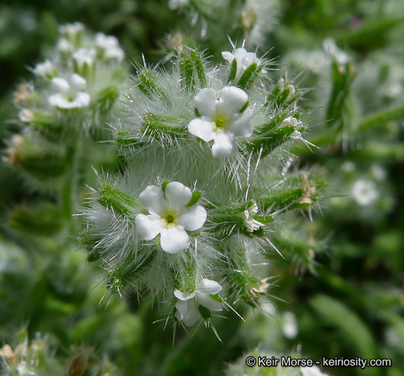 صورة <i>Cryptantha <i>barbigera</i></i> var. barbigera