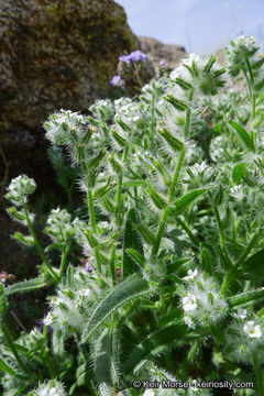 Image of <i>Cryptantha <i>barbigera</i></i> var. barbigera