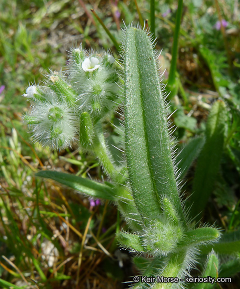 صورة <i>Cryptantha <i>barbigera</i></i> var. barbigera