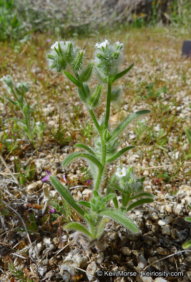 صورة <i>Cryptantha <i>barbigera</i></i> var. barbigera